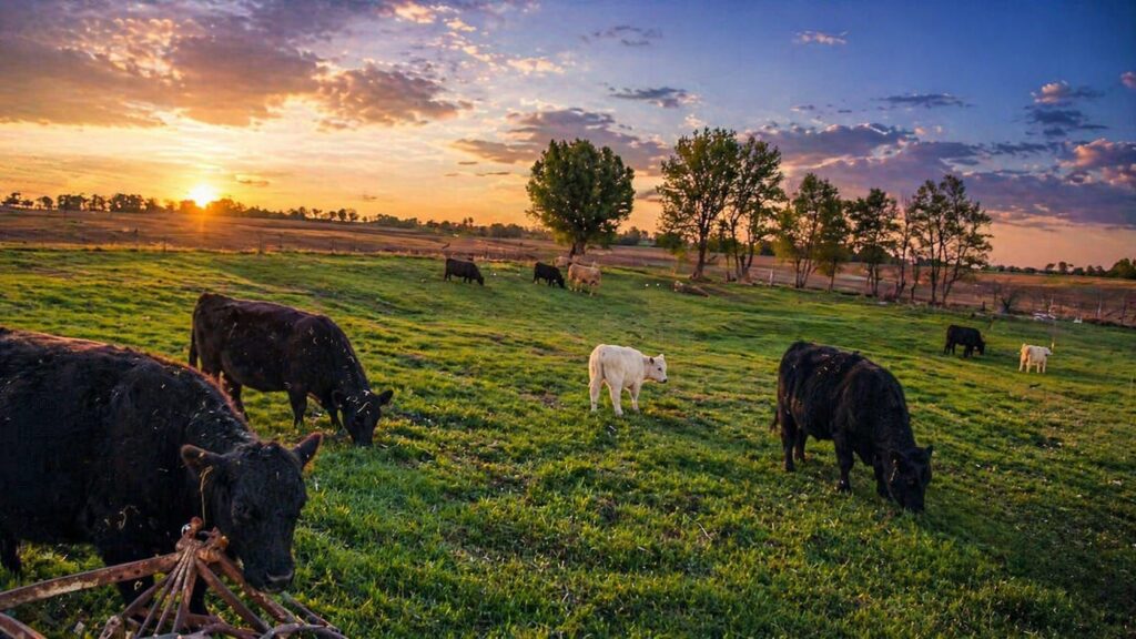 Rinder der LemRe Ranch grasen bei Sonnenuntergang auf der Weide