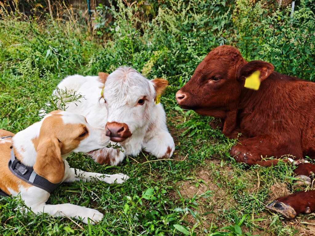 Ein Hund und zwei Kälber liegen nebeneinander im Gras auf der LemRe Ranch in Wildberg