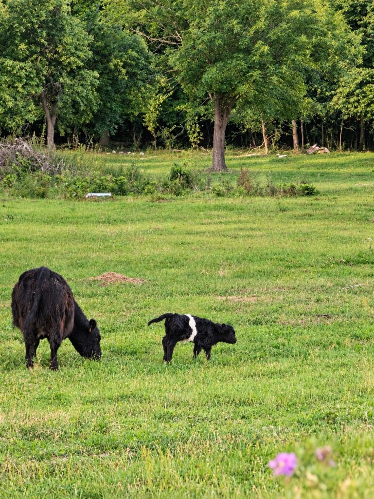 Schwarze Kuh mit Kalb auf der Weide der LemRe Ranch