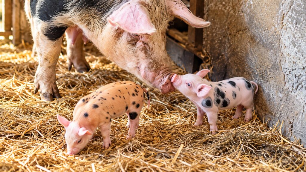 Sau mit zwei gefleckten Ferkeln im Stroh auf der LemRe Ranch