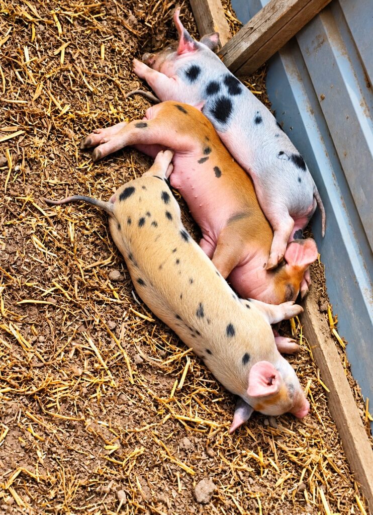 Drei Ferkel schlafen im Stroh auf der LemRe Ranch